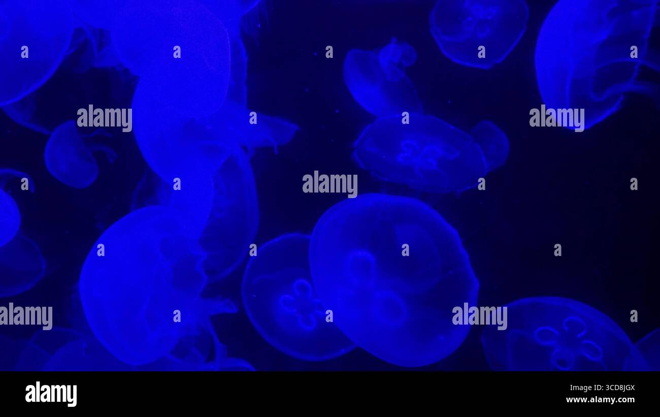 Gruppe von Mondquallen, die in tiefblauem Licht beleuchtet werden und anmutig in einem Aquarium herumtreiben Stockfoto