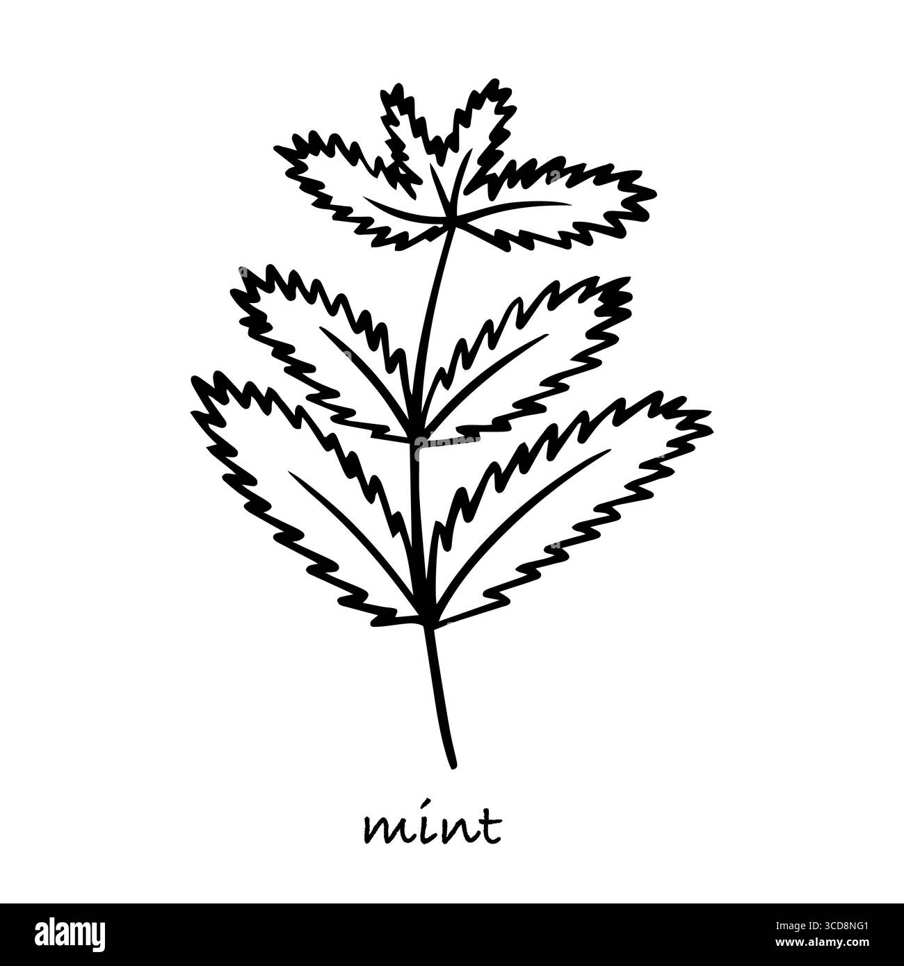 MINT Zweig Hand gezeichnete Vektorskizze Stock Vektor