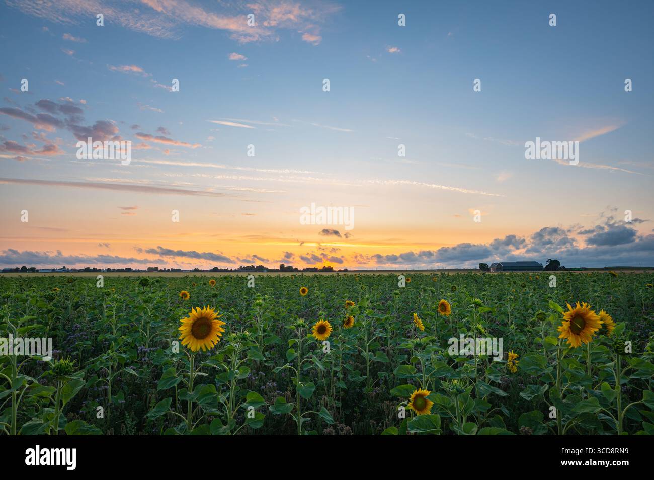 Ruhe strahlt aus der Landschaft mit Sonnenblumen unter einem farbenfrohen Himmel Stockfoto