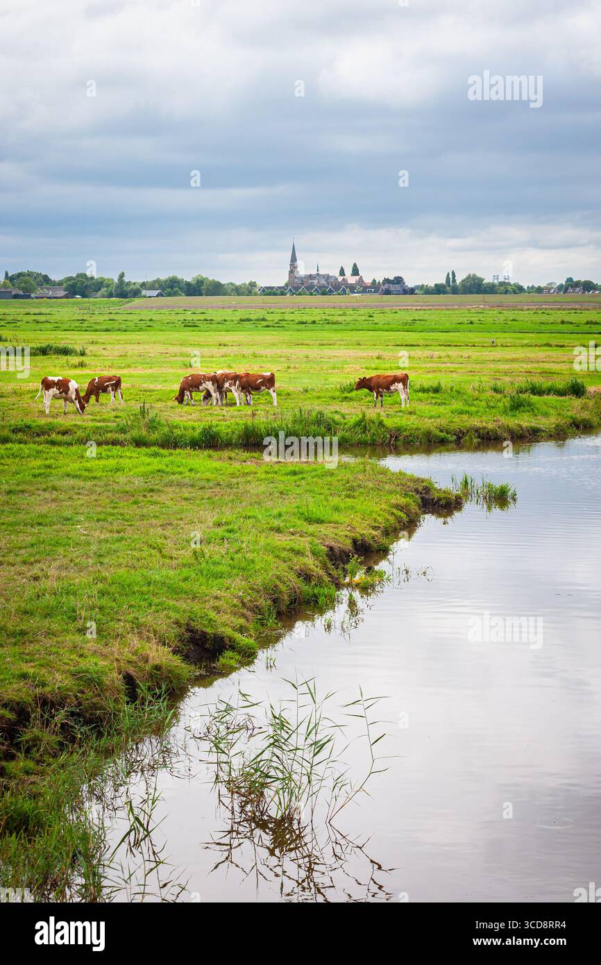 Malerische ländliche Landschaft mit Kühen, die auf üppigen Wiesen entlang eines ruhigen Wassers in der Nähe von Reeuwijk-Dorp, Niederlande, weiden Stockfoto