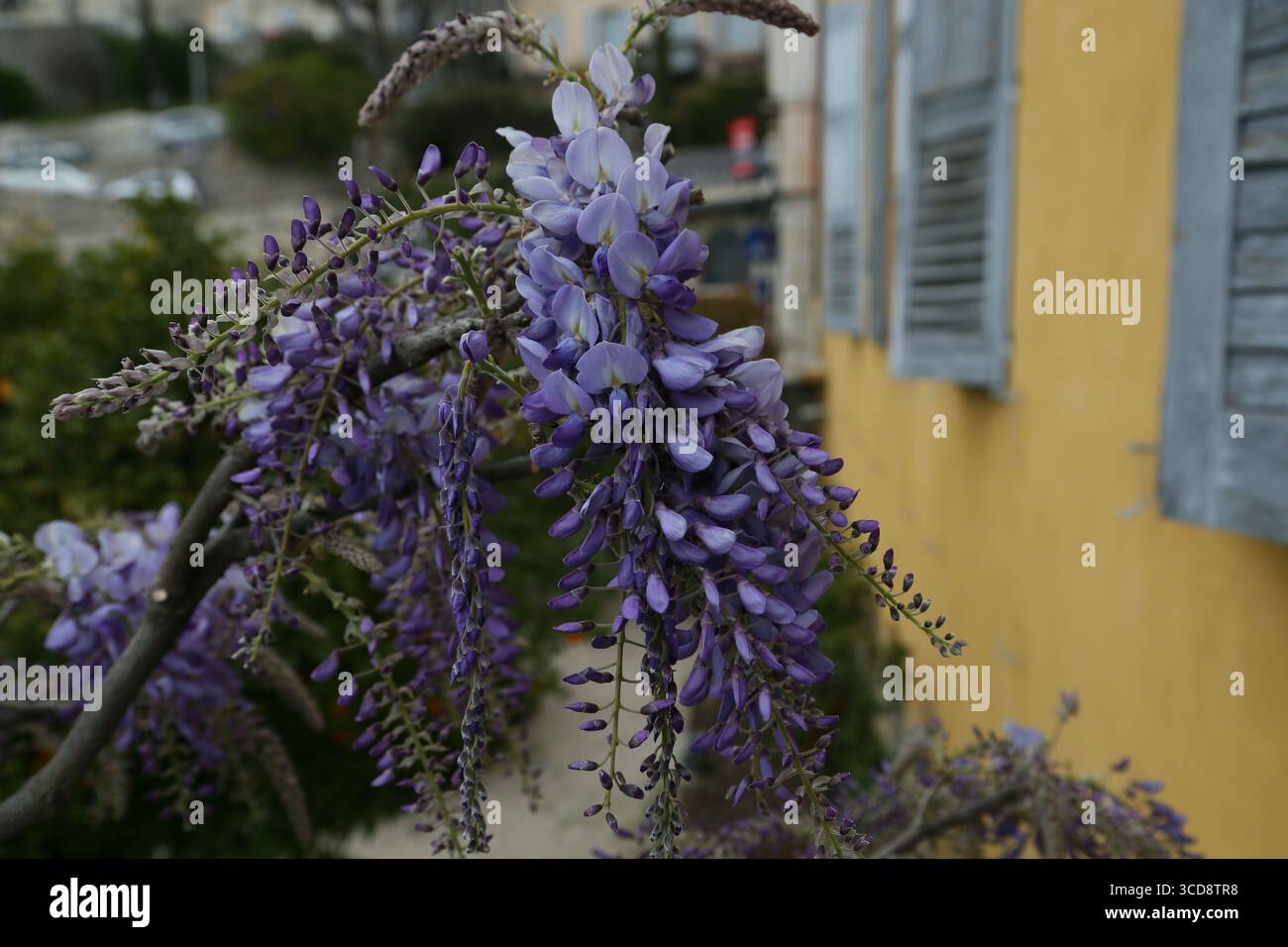 Eine Glyzinien-Rebe in voller Blüte Stockfoto