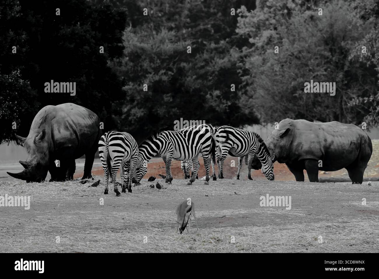 Zebra und weißes Nashorn grasen zusammen bei Safari Ramat Gan, Israel, einer Wildnis-Szene mit sanftem Licht und urbanem Hintergrund, geeignet für redaktionelle Zwecke. Stockfoto