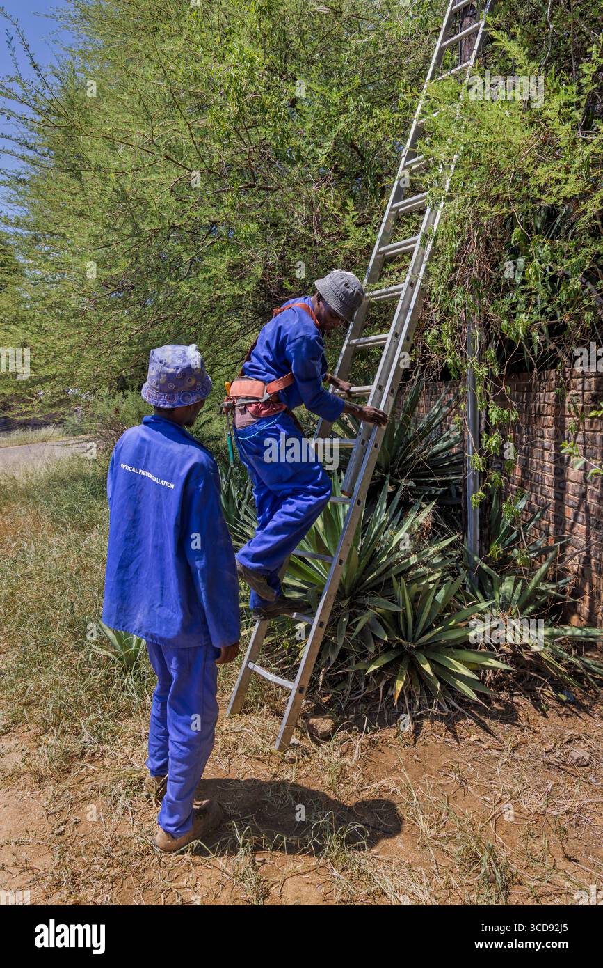 Zwei Telekom-Arbeiter kletterten auf einen Holzmast, ein afroamerikanischer Arbeiter, der das Glasfaserkabel reparierte, stand auf einer Leiter im Akazienbaum südafrikas Stockfoto