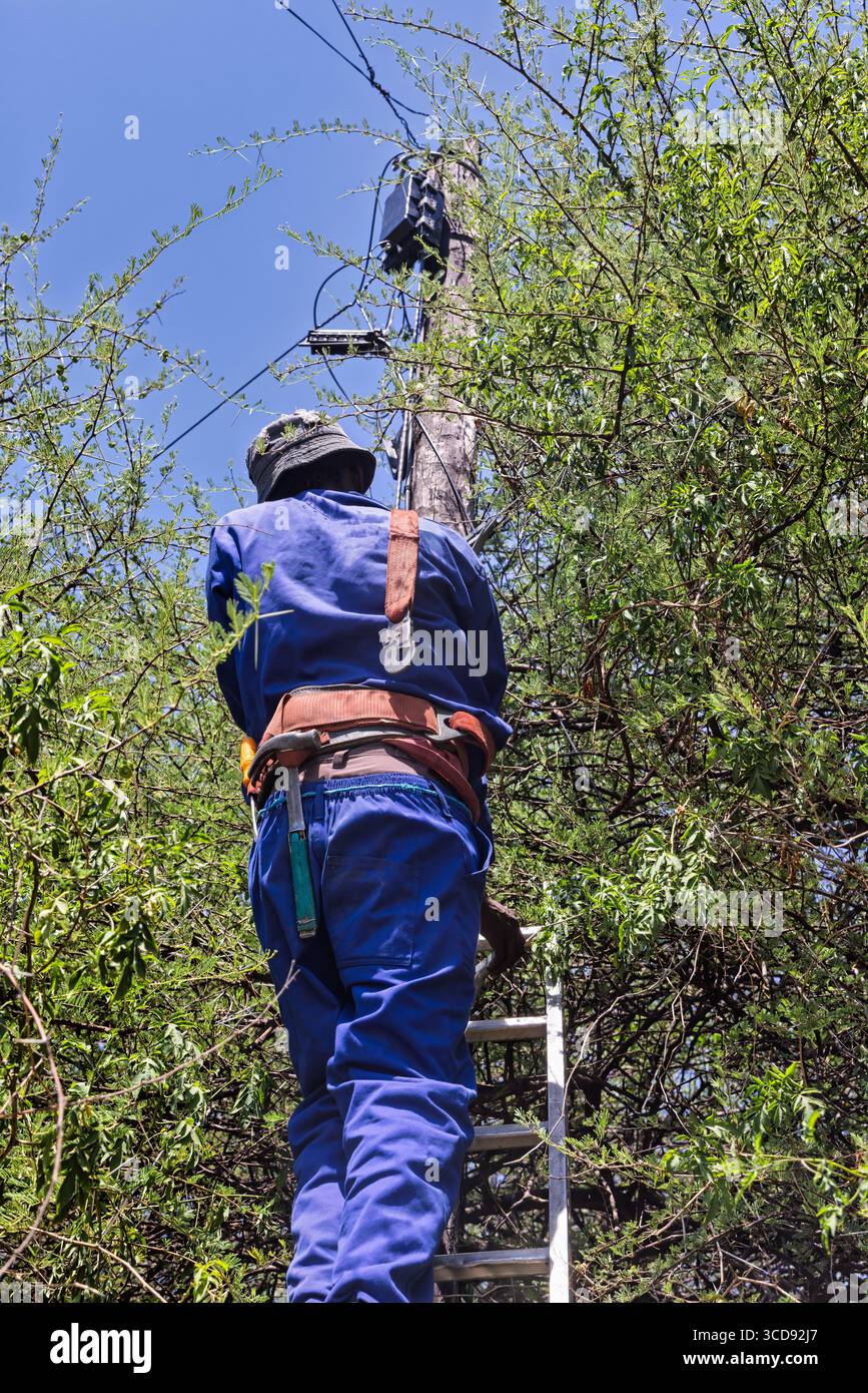 Ein Mitarbeiter der telekommunikation kletterte auf einen Holzmast, ein afroamerikanischer Arbeiter, der das Glasfaserkabel fixierte, stand auf einer Leiter im Akazienbaum in Südafrika Stockfoto