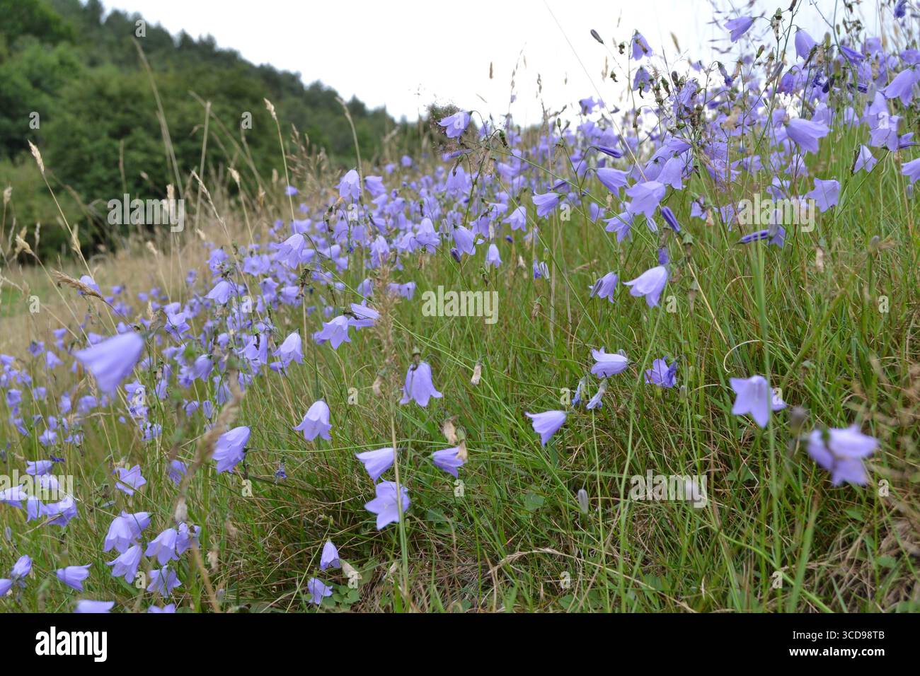 Harebell blüht im Squerreys Park, Westerham, im Tal des Infant River Darent, West Kent, England bei Sevenoaks und Bromley Stockfoto