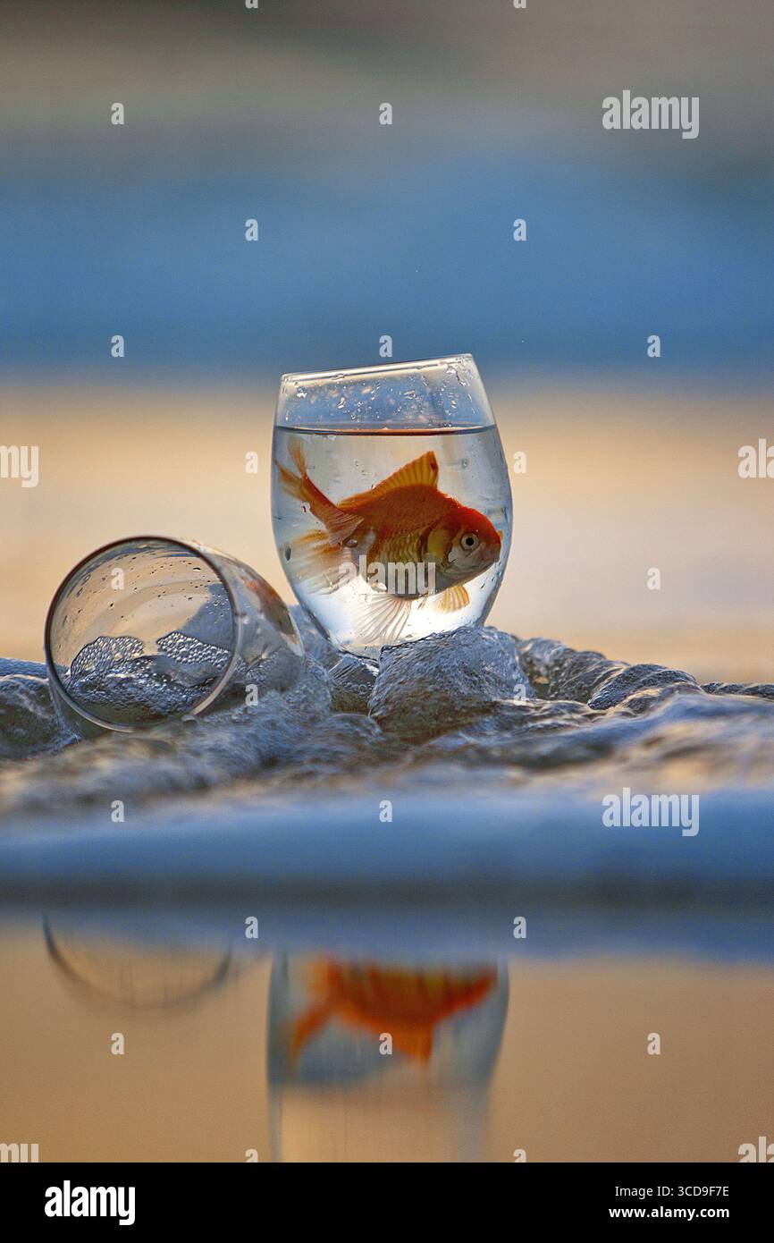 Goldfisch schwimmt in einem Glasbecher, der auf einem nassen Sandstrand mitten in sanften Meereswellen im weichen Sonnenlicht des Abends platziert ist. Stockfoto