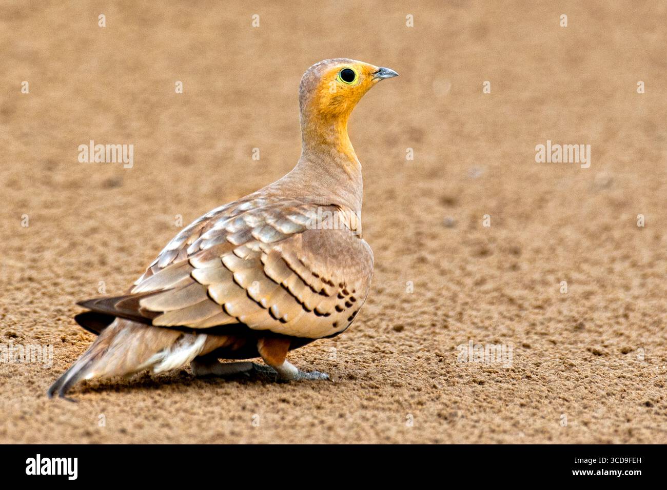 Halsband-Sandhuhn steht auf trockenem Boden mit gemusterten Federn und gelbem Gesicht im Wüldtierreservat von Qatar. Stockfoto