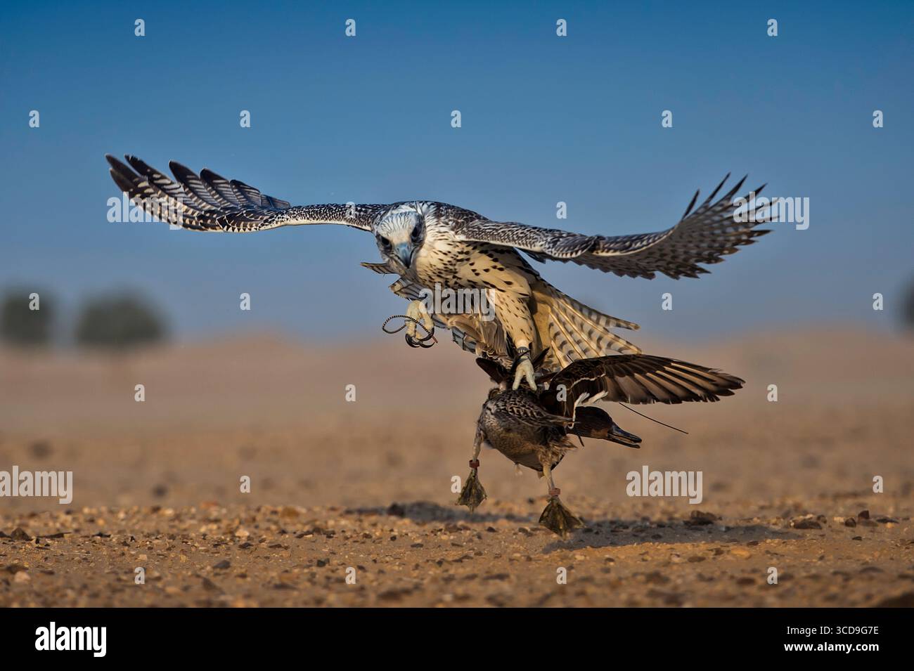 Jagdfalke fängt eine Ente in der Luft über Wüstensanddünen während des traditionellen mittelöstlichen Falkner-Trainings. Stockfoto