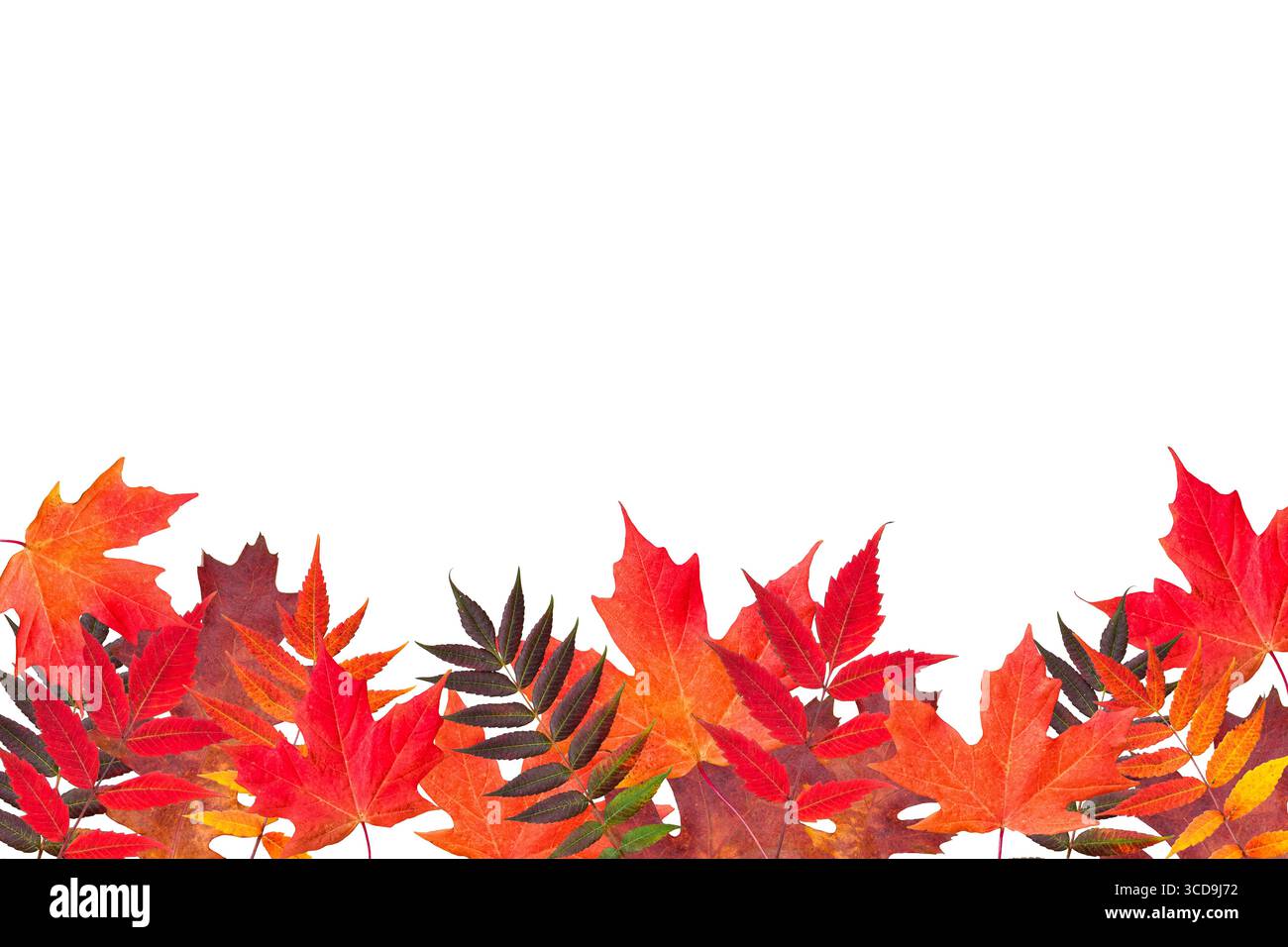 Verschiedene herbstliche Blätter unten am Rahmen isolierter Ausschnitt Stockfoto