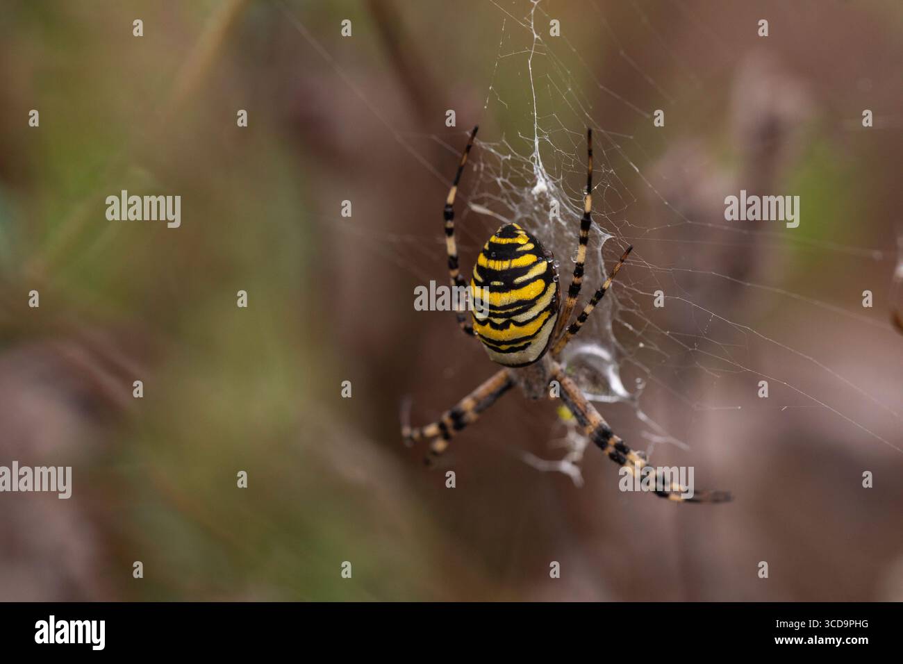 Makroaufnahme einer Wespenspinne im Netz mit leuchtenden gelb-schwarzen Streifen und feinen Seidendetails, ideal für Wildtiere und Naturfotografie Stockfoto