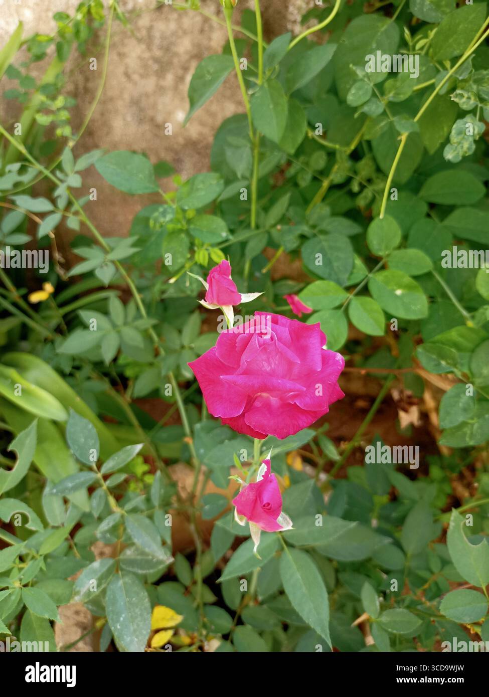 Nahaufnahme duftender Rosen Stockfoto