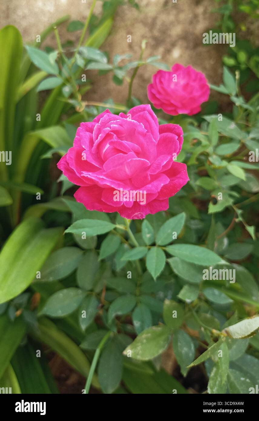 Nahaufnahme duftender Rosen Stockfoto
