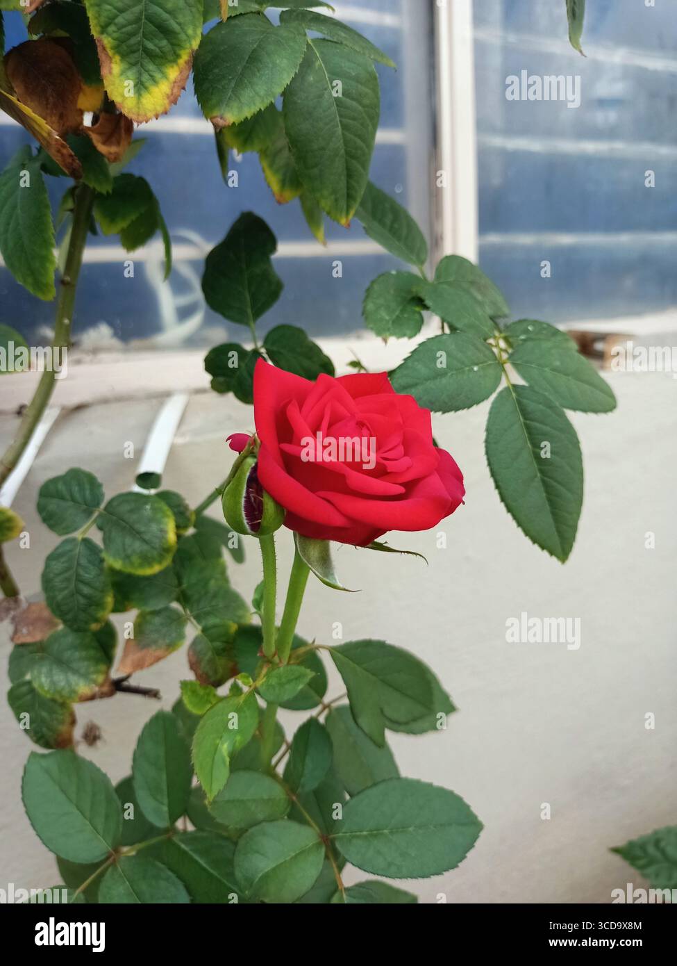 Nahaufnahme duftender Rosen Stockfoto