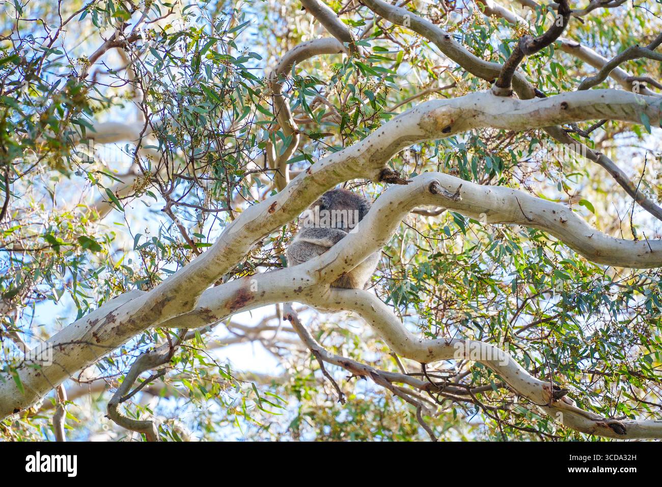 Ein Koalabär schläft in einem Gummibaum in der Duck Lagoon auf Kangaroo Island in Australien Stockfoto