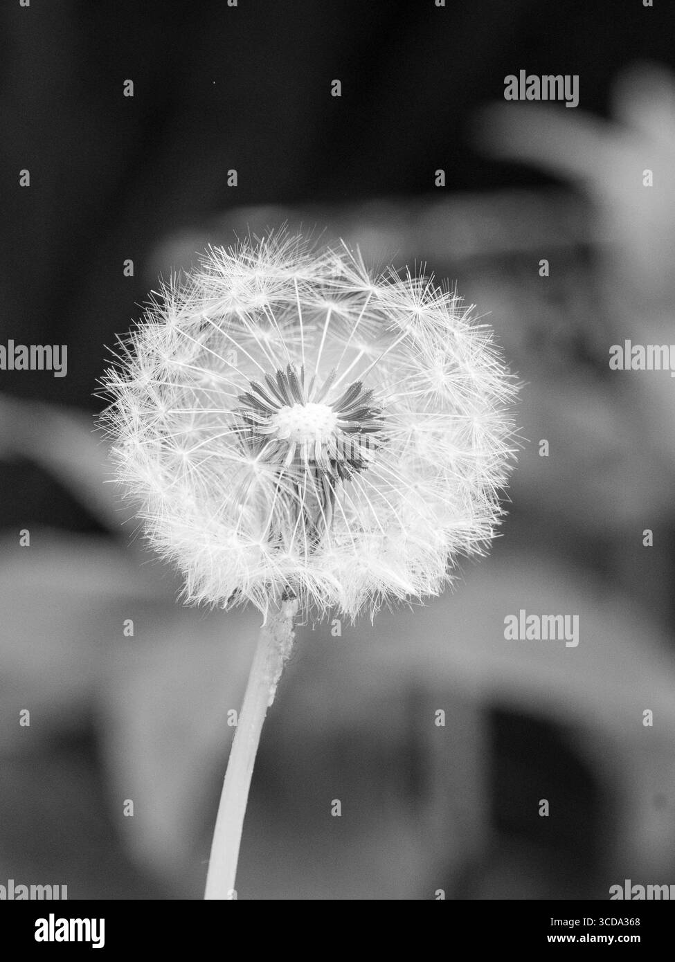 Schwarz-weißer Löwenzahn-Samenkopf. Stockfoto