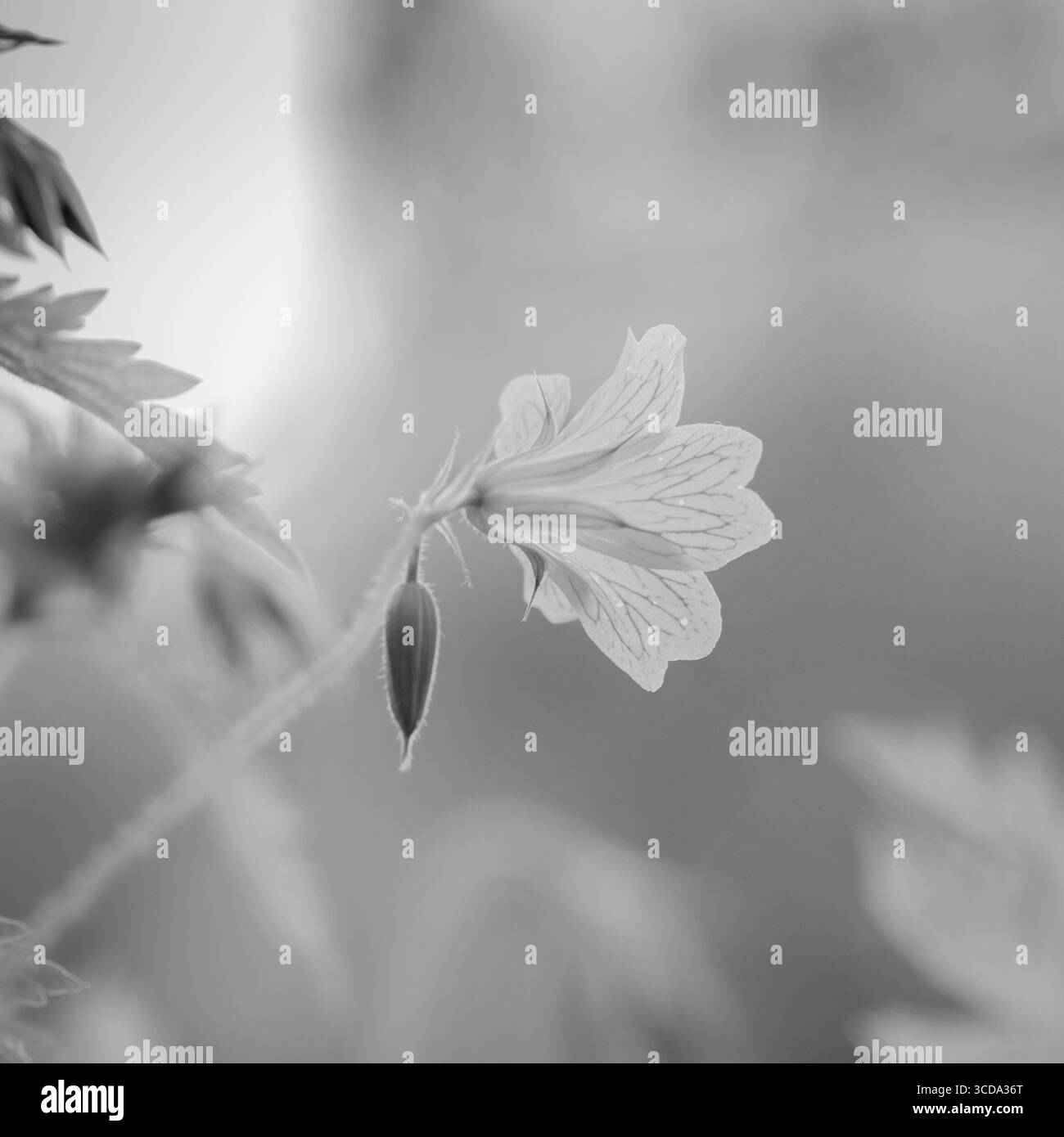 Schwarz / weiß Blume Stockfoto