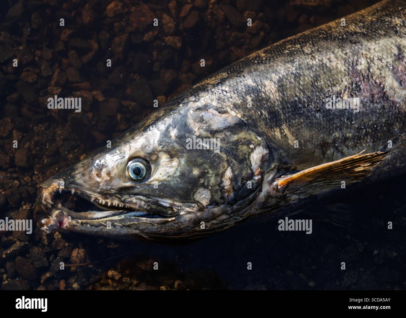 Ein großer toter Fisch liegt an den Steinen eines Flussbettes, was gesundheitliche Bedenken im aquatischen Ökosystem hervorhebt. Das Wasser reflektiert Brauntöne und gre Stockfoto