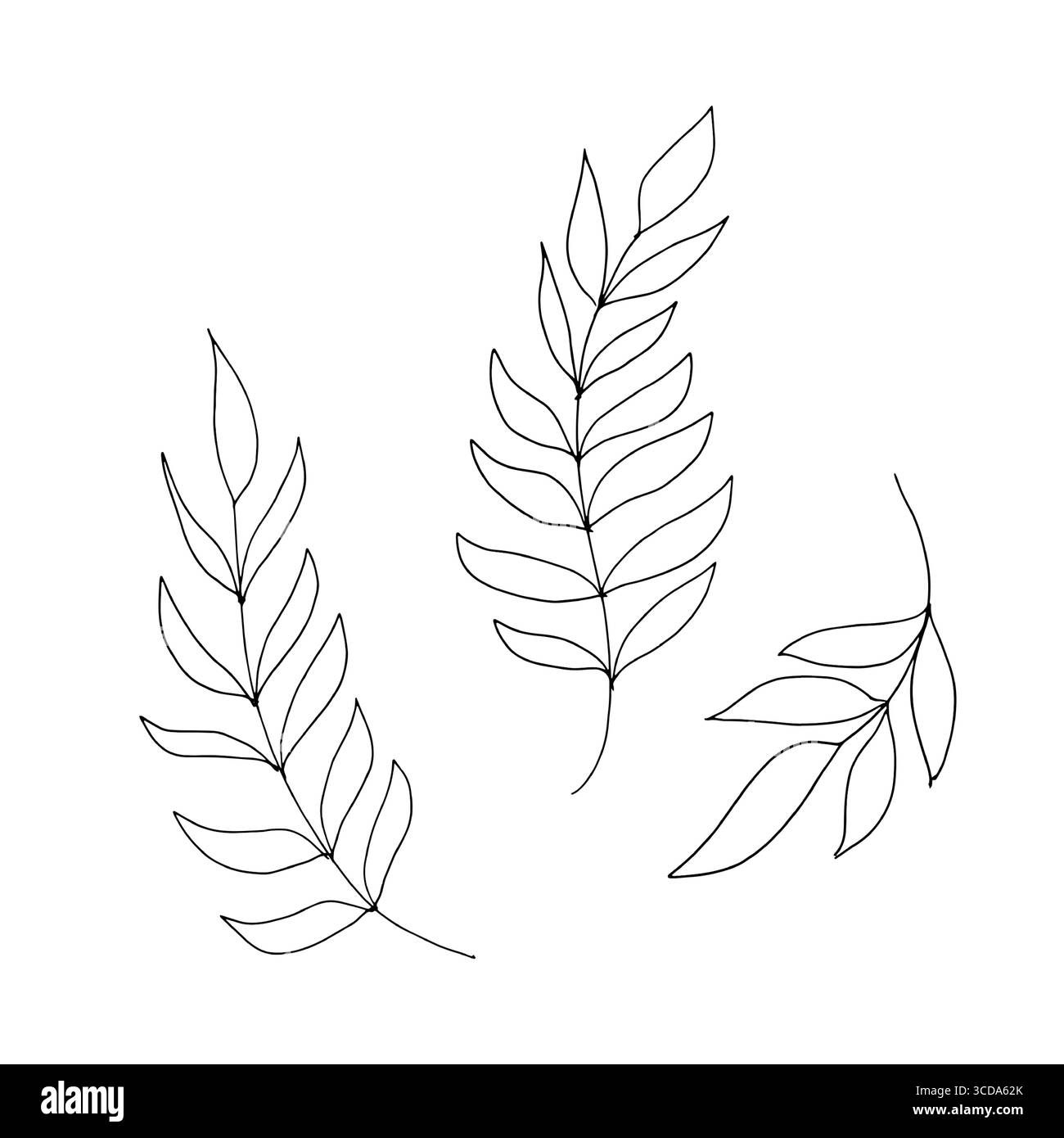 Ein Zweig mit feinen dünnen Blättern, skizzieren Sie in einem einfachen Stil. Vektorabbildung. Die Zweige eines Oliven- und Weidenbaums sind auf weiß isoliert Stock Vektor