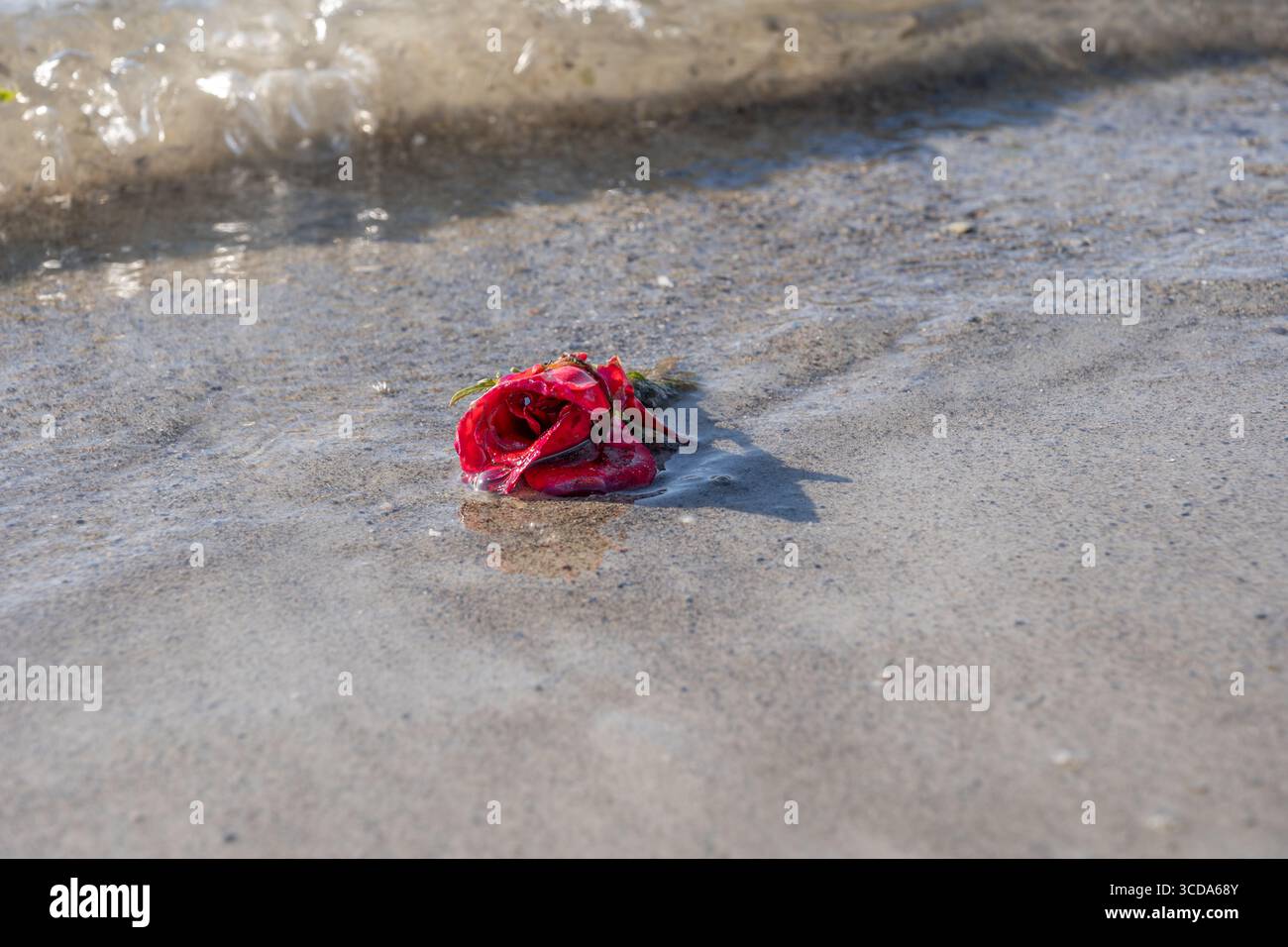Scharlachrote Rosenblume im flachen Meerwasser am Sandstrand, berührt von den einfallenden Wellen. Stockfoto