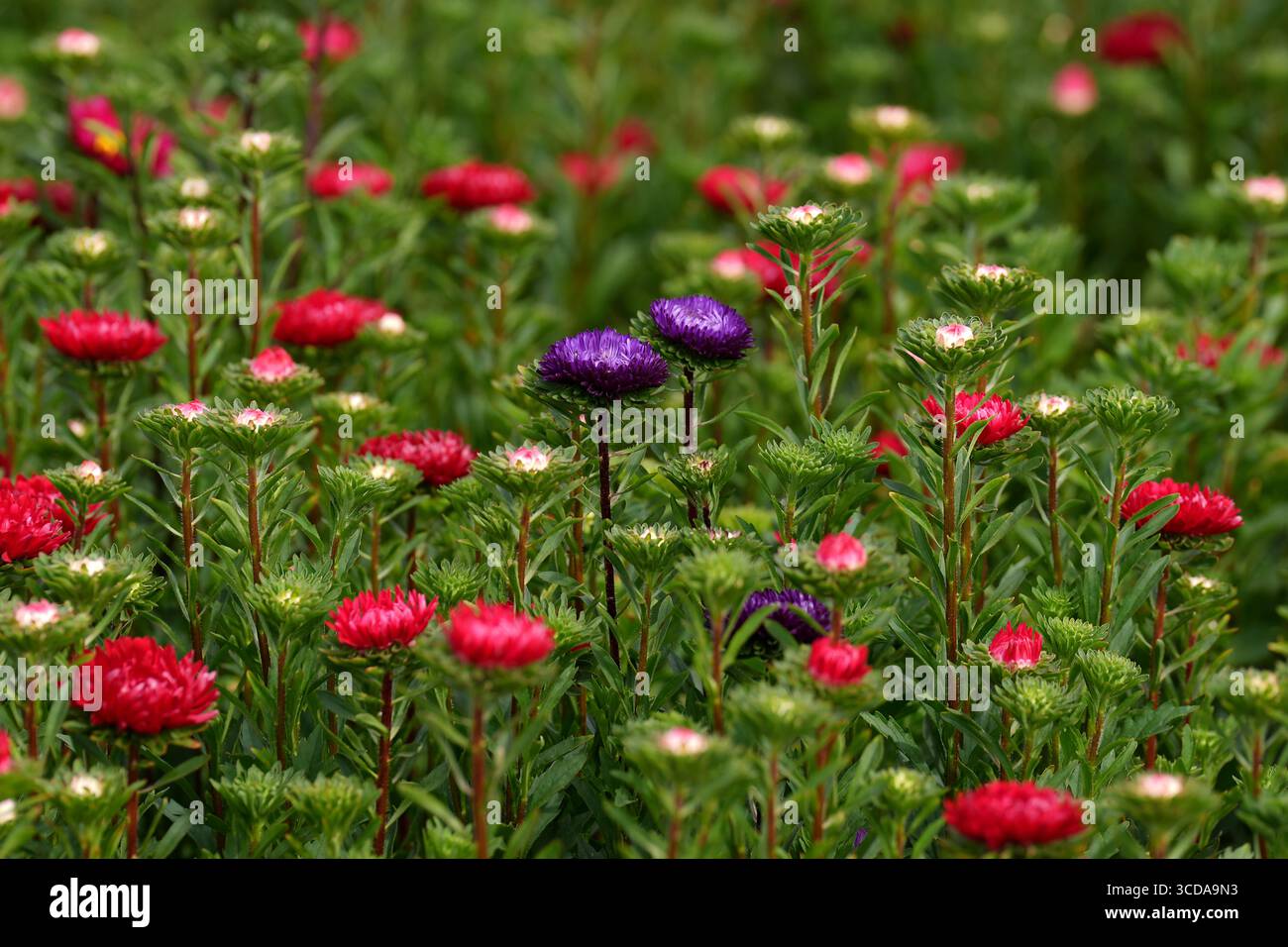 Ein blühendes Astern-Feld bei L&D Flowers in Pinchbeck, nahe Spalding, Lincolnshire, wo in diesem Jahr fünf Millionen Stämme gepflanzt wurden, um der steigenden Nachfrage nach den lebendigen Blumen gerecht zu werden. Einzelhändler Tesco meldete einen Umsatzanstieg von 1200 %. Bilddatum: Dienstag, 12. August 2025. Astern haben sich als Blumenstrauß wiedergefunden, und die Nachfrage nach Blumen stieg in den letzten zwei Verkaufsjahren um fast 350 % in einem britischen Supermarkt. Die Blüten waren in der viktorianischen Ära beliebt, als die Blumensprache als diskrete Art und Weise verwendet wurde, Gefühle zu vermitteln. Stockfoto