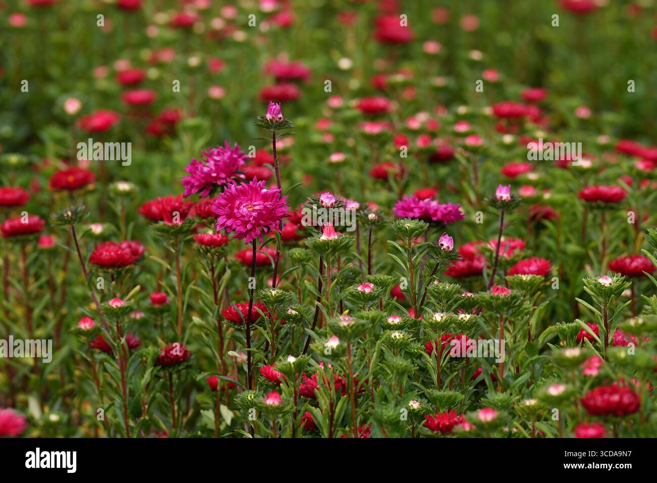 Ein blühendes Astern-Feld bei L&D Flowers in Pinchbeck, nahe Spalding, Lincolnshire, wo in diesem Jahr fünf Millionen Stämme gepflanzt wurden, um der steigenden Nachfrage nach den lebendigen Blumen gerecht zu werden. Einzelhändler Tesco meldete einen Umsatzanstieg von 1200 %. Bilddatum: Dienstag, 12. August 2025. Astern haben sich als Blumenstrauß wiedergefunden, und die Nachfrage nach Blumen stieg in den letzten zwei Verkaufsjahren um fast 350 % in einem britischen Supermarkt. Die Blüten waren in der viktorianischen Ära beliebt, als die Blumensprache als diskrete Art und Weise verwendet wurde, Gefühle zu vermitteln. Stockfoto