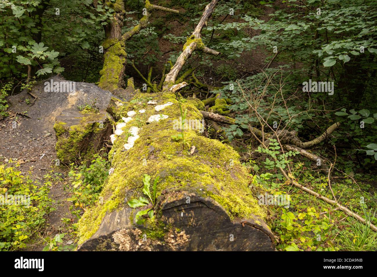 Ein großer gefallener Baumstamm, bedeckt mit grünem Moos, liegt über einem Waldboden, umgeben von üppiger Vegetation Stockfoto
