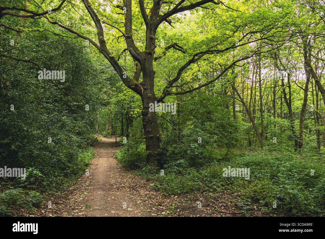 Schotterweg führt durch einen üppigen grünen Wald mit großen überhängenden Baumästen Stockfoto