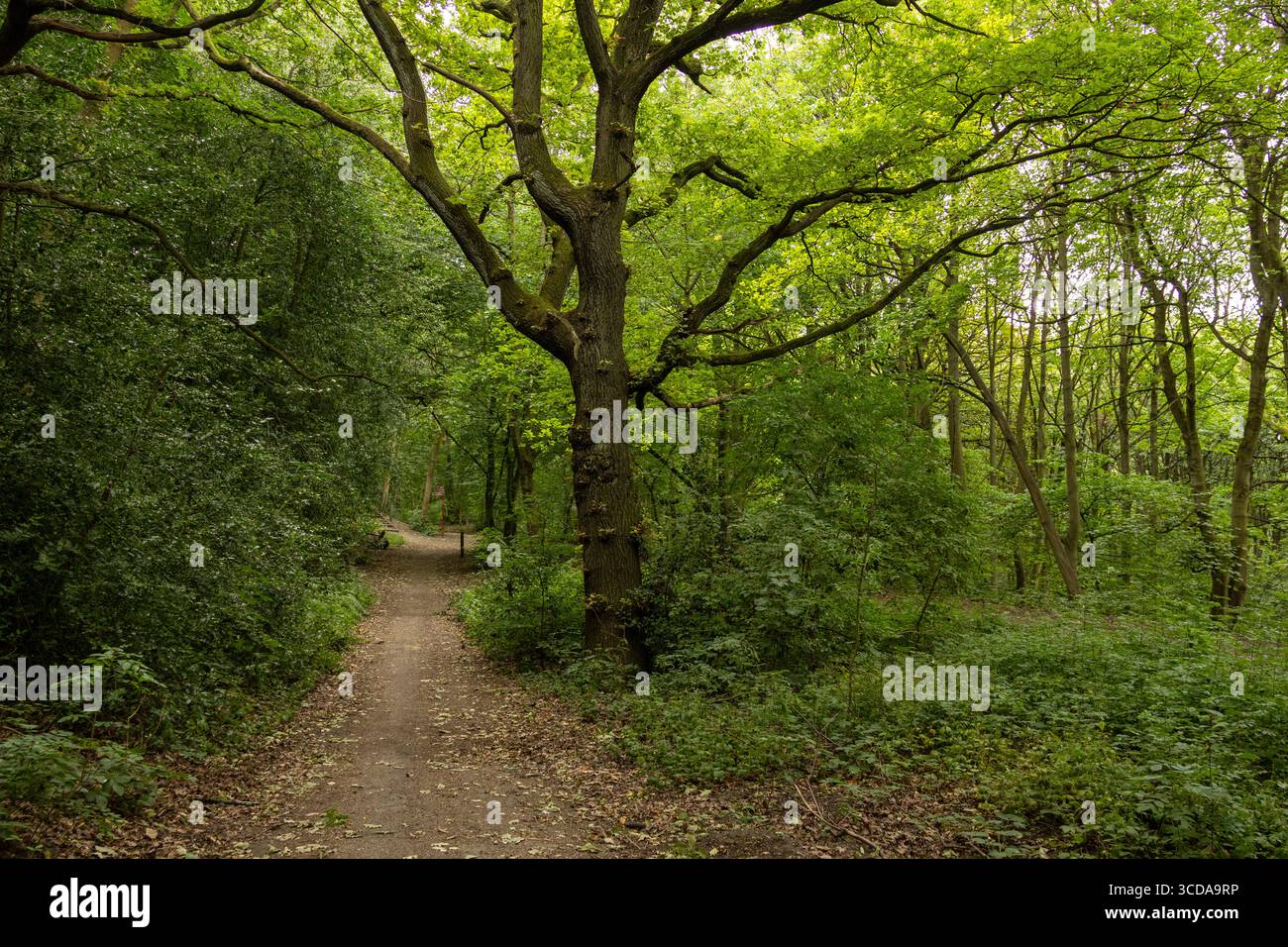 Schotterweg führt durch einen üppigen grünen Wald mit großen überhängenden Baumästen Stockfoto