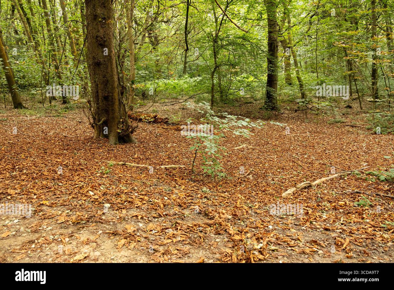 Waldszene mit einem Waldboden, der mit braunen Herbstblättern bedeckt ist und von grünen Bäumen umgeben ist Stockfoto