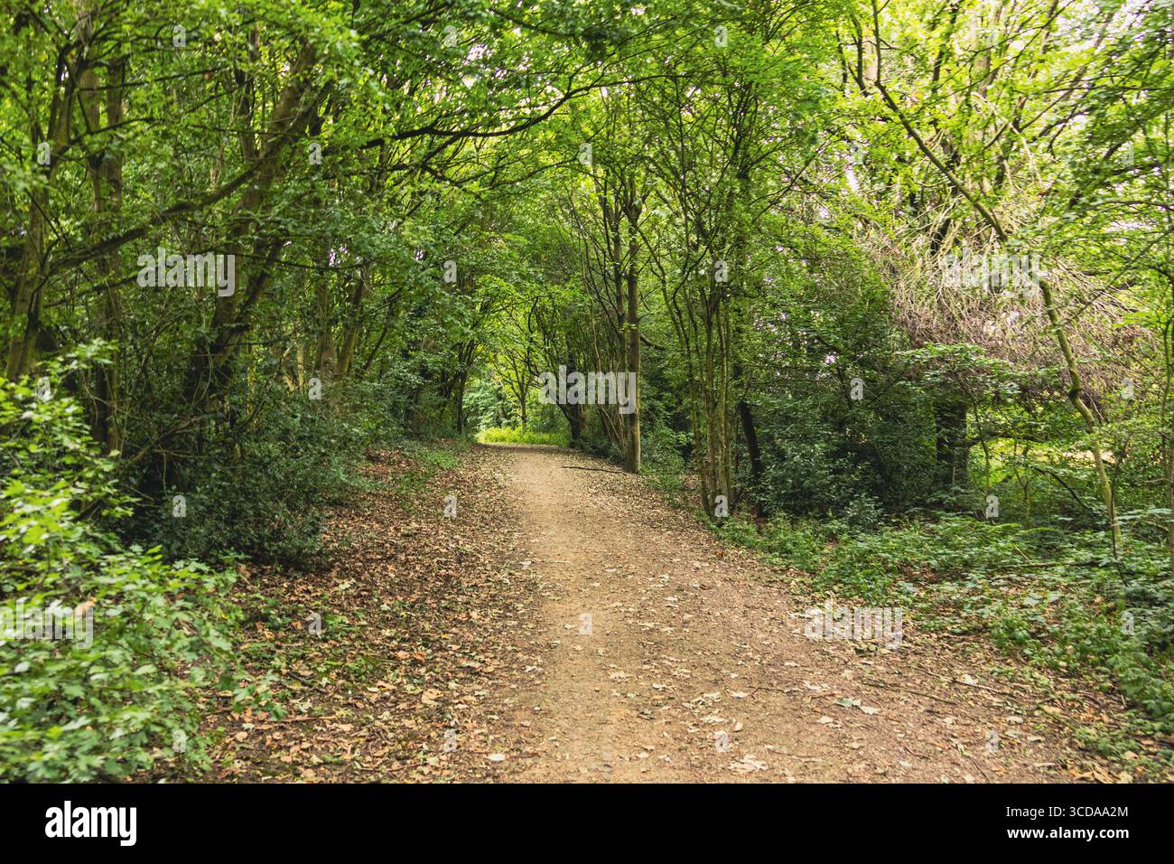 Unbefestigter Pfad schlängelt sich durch einen üppigen grünen Wald und bietet einen ruhigen und malerischen Blick auf die Natur Stockfoto