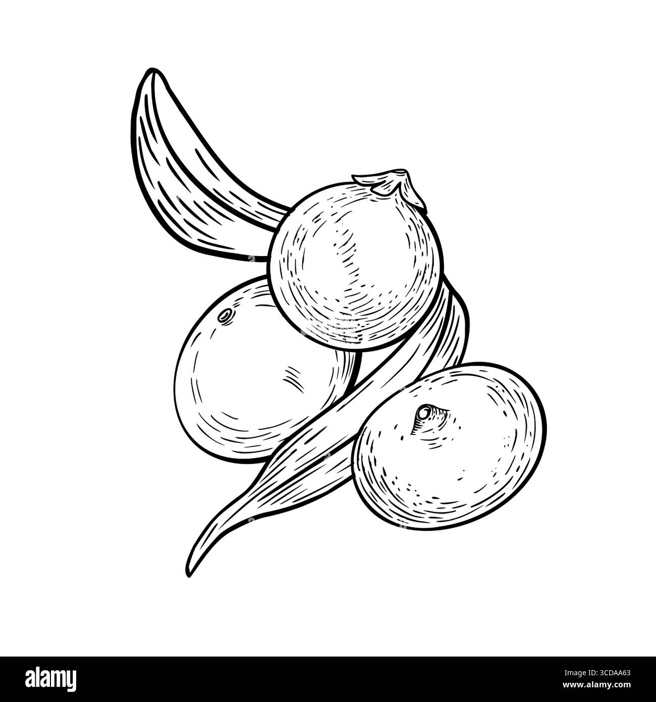 Hand gezeichnete schwarz-weiße Vektorillustration von frischen Acai-Clustern mit tropischen Palmwedeln. Tropische Früchte. Line Art für Superfood-Verpackungen Stock Vektor