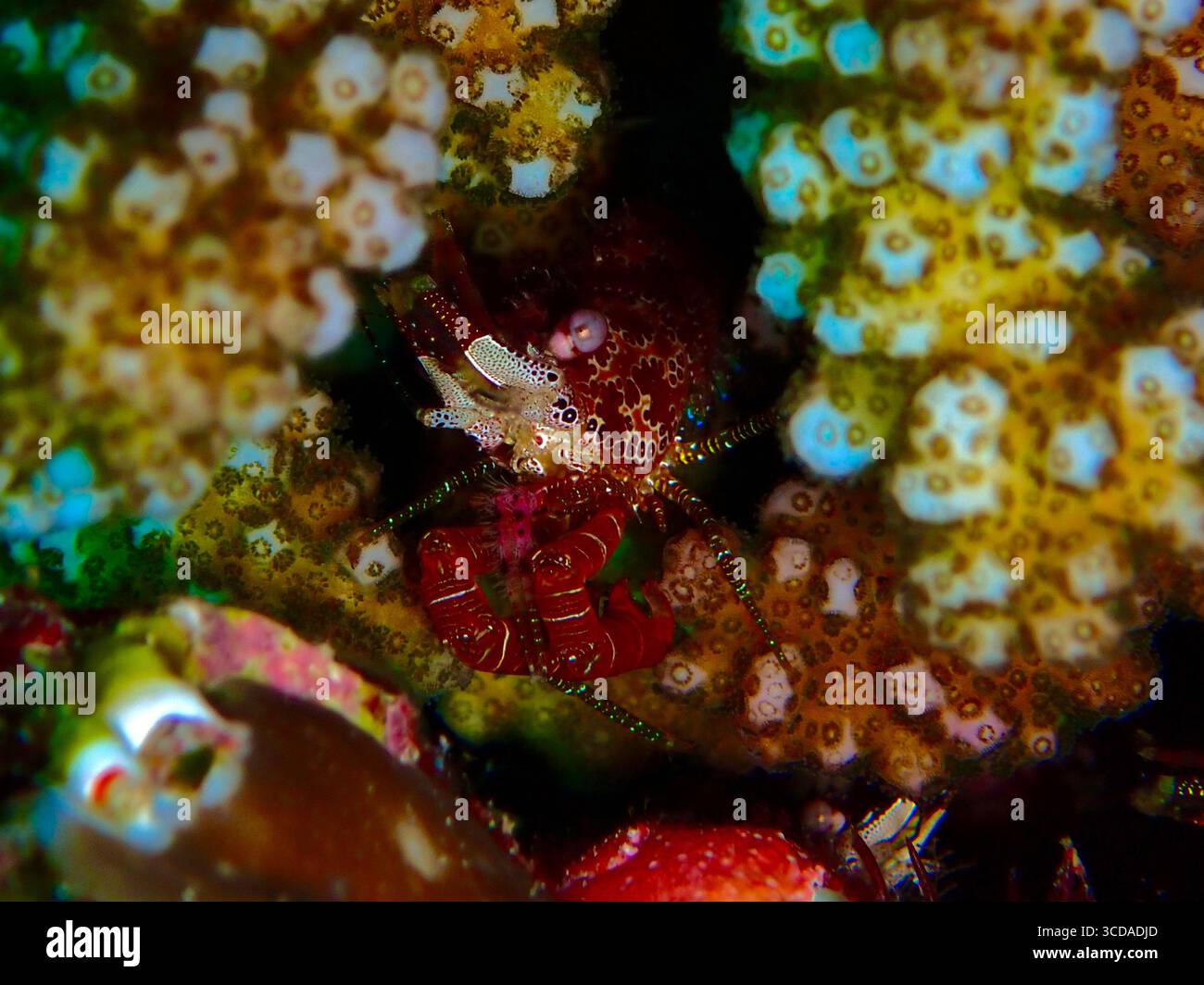 Die Augentarnelen (Gnathophyllum americanum) tauchen vorsichtig aus ihrem Korallenschutzgebiet in einem tropischen Riff auf und zeigen ihre unverwechselbaren augenähnlichen Flecken. Stockfoto