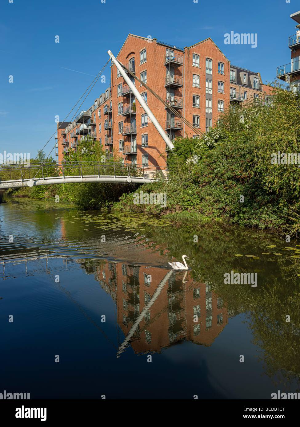 Swan gleitet auf dem Fluss Foss unter einer modernen Fußgängerbrücke und Apartments am Fluss in York Stockfoto