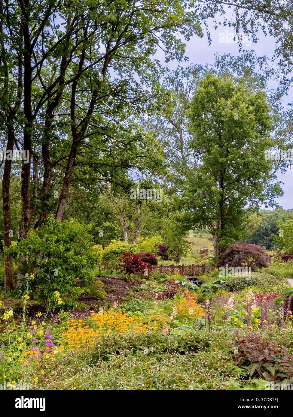 Chinesischer Streamside Garden im RHS Bridgewater mit üppigem Grün und farbenfrohen Frühlingsblumen. UK Stockfoto