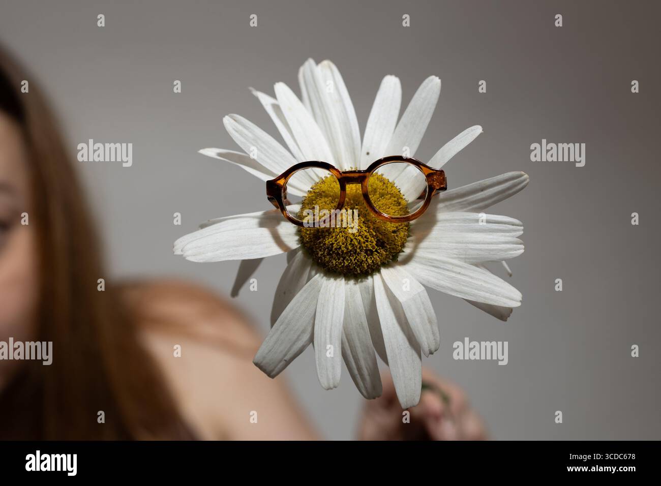 Eine Gänseblümchenblume hält ein Paar runde Gläser, die Natur und Design gegenüberstellen, während eine Person, die sanft im Hintergrund verschwimmt, der Komposition Tiefe verleiht und das visuelle Interesse erhöht. Stockfoto
