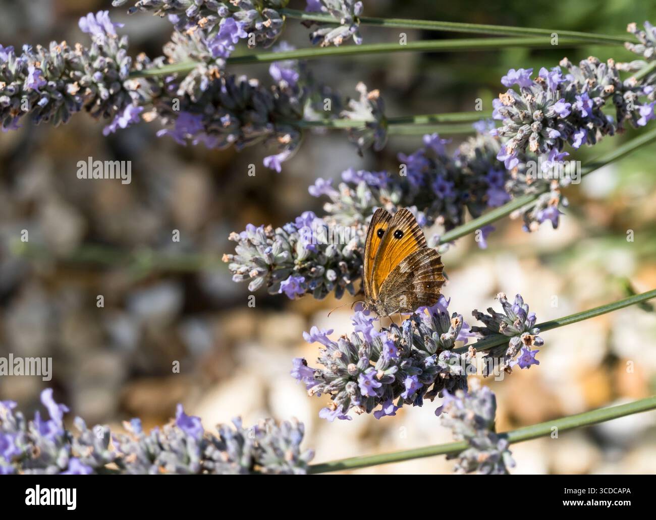 Torhüter Schmetterling ernährt sich von der Lavendelpflanze Stockfoto