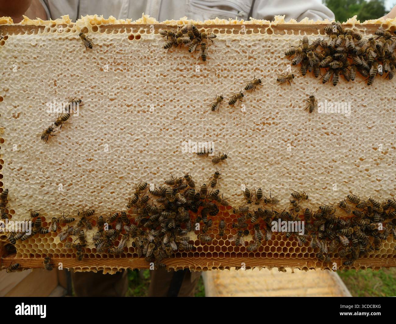 Wabenrahmen mit Kappe Honig in Beehive. Mit natürlichem Honig gefüllter Wabenrahmen, einige Zellen mit Kappe versehen – direkt aus dem Bienenstock. Kopierraum Stockfoto