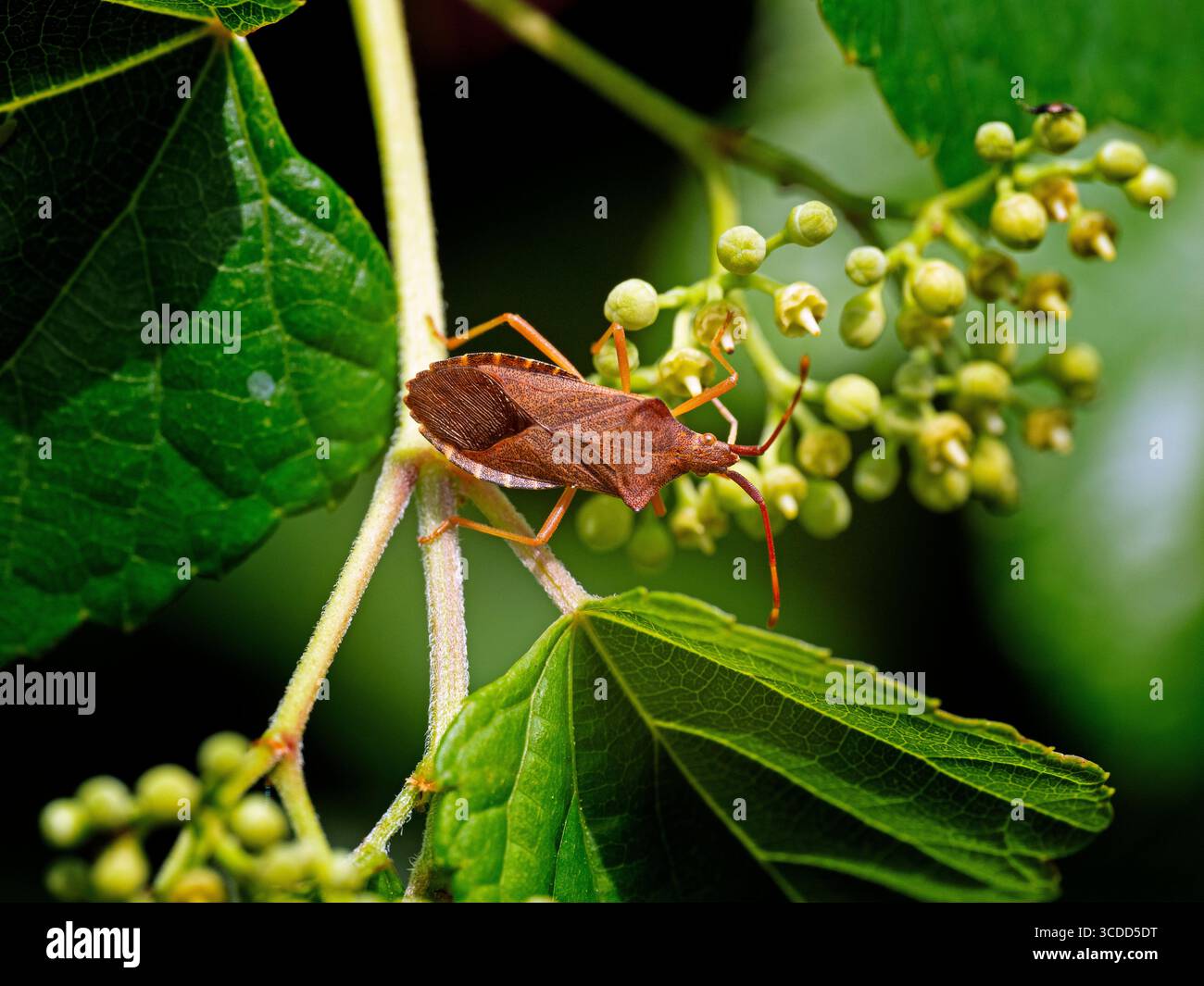 Coreus marginatus - Dock Bug im August Sommer Stockfoto