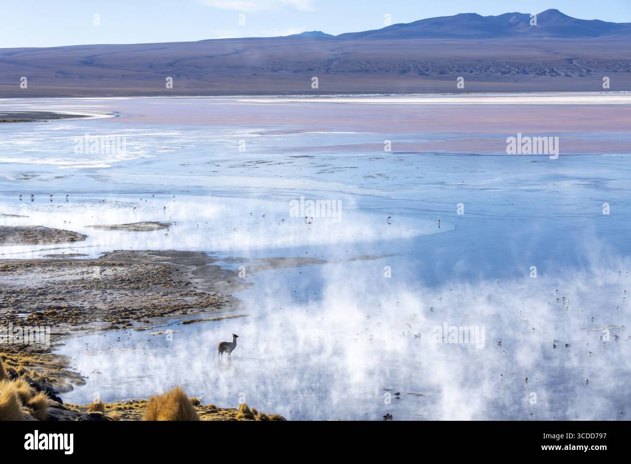 Lama (Lama glama), stehend im warmen Wasser der Laguna Colorada, viele Flamingos im Wasser, dampfendes Wasser, Dampfwolken, Reserva Nacional de FAU Stockfoto Lama (Lama glama), stehend im warmen Wasser der Laguna Colorada, viele Flamingos im Wasser, dampfendes Wasser, Dampfwolken, Reserva Nacional de FAU Stockfoto