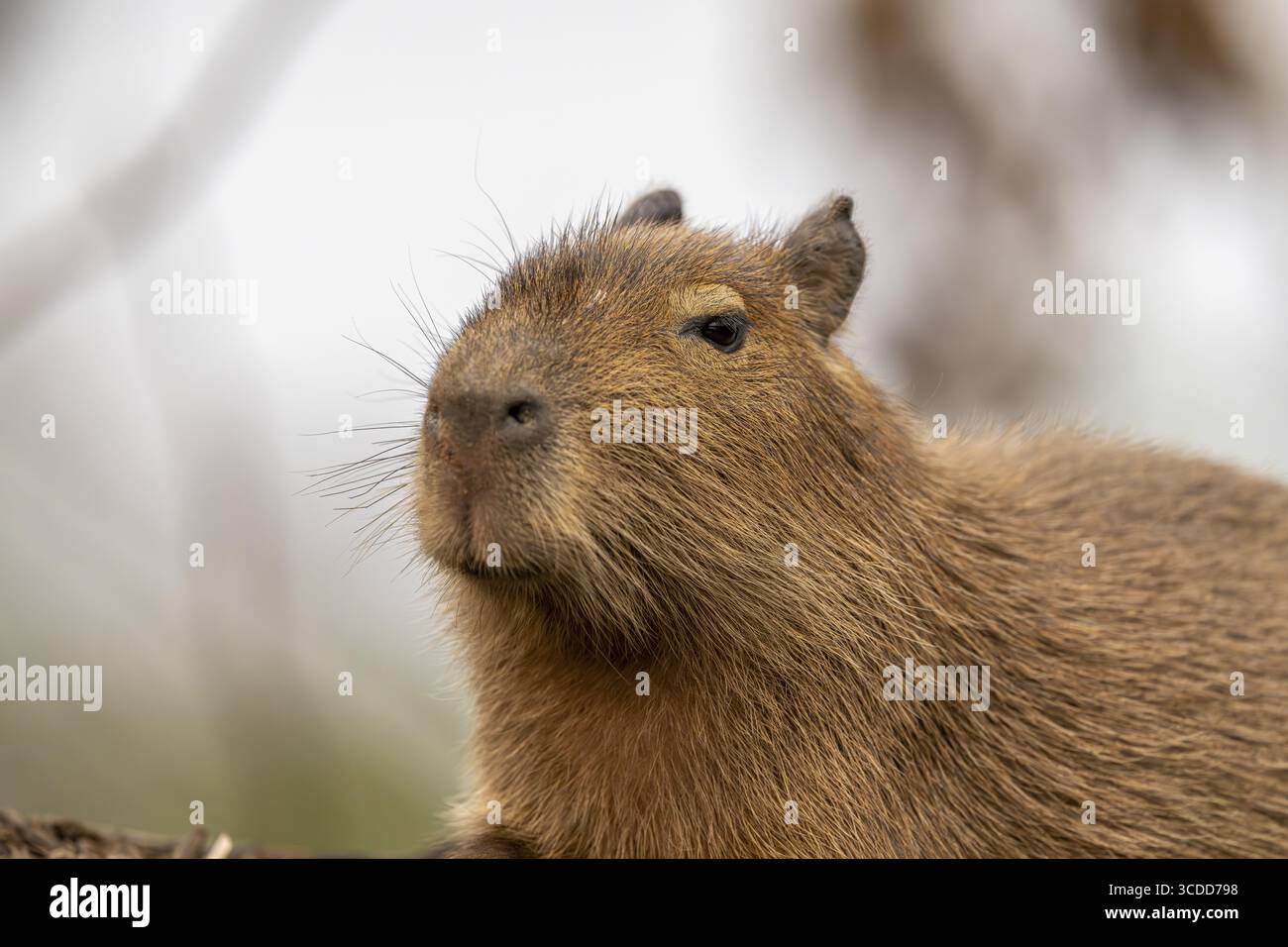 Capybara (Hydrochoerus hydrochaeris), Nhekolandia, Corumba, Mato Grosso do Sul, Brasilien Stockfoto