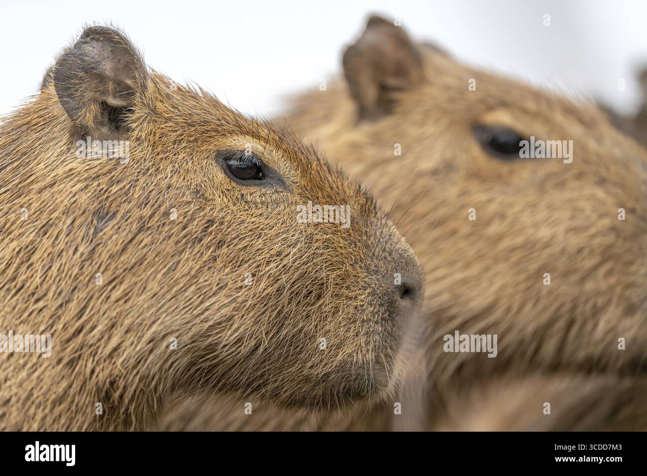 Capybaras (Hydrochoerus hydrochaeris), Nhekolandia, Corumba, Mato Grosso do Sul, Brasilien Stockfoto