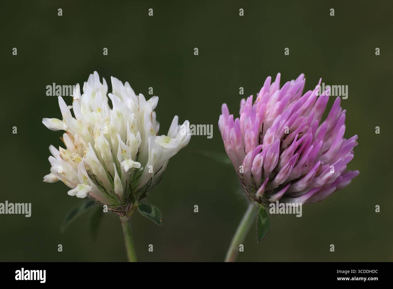 Die weiße Form und die gewöhnlichere Form von Rotklee Trifolium pratense Stockfoto
