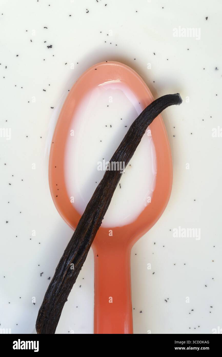 Löffel mit Vanilleschote, Vanillekerne in Milch Stockfoto