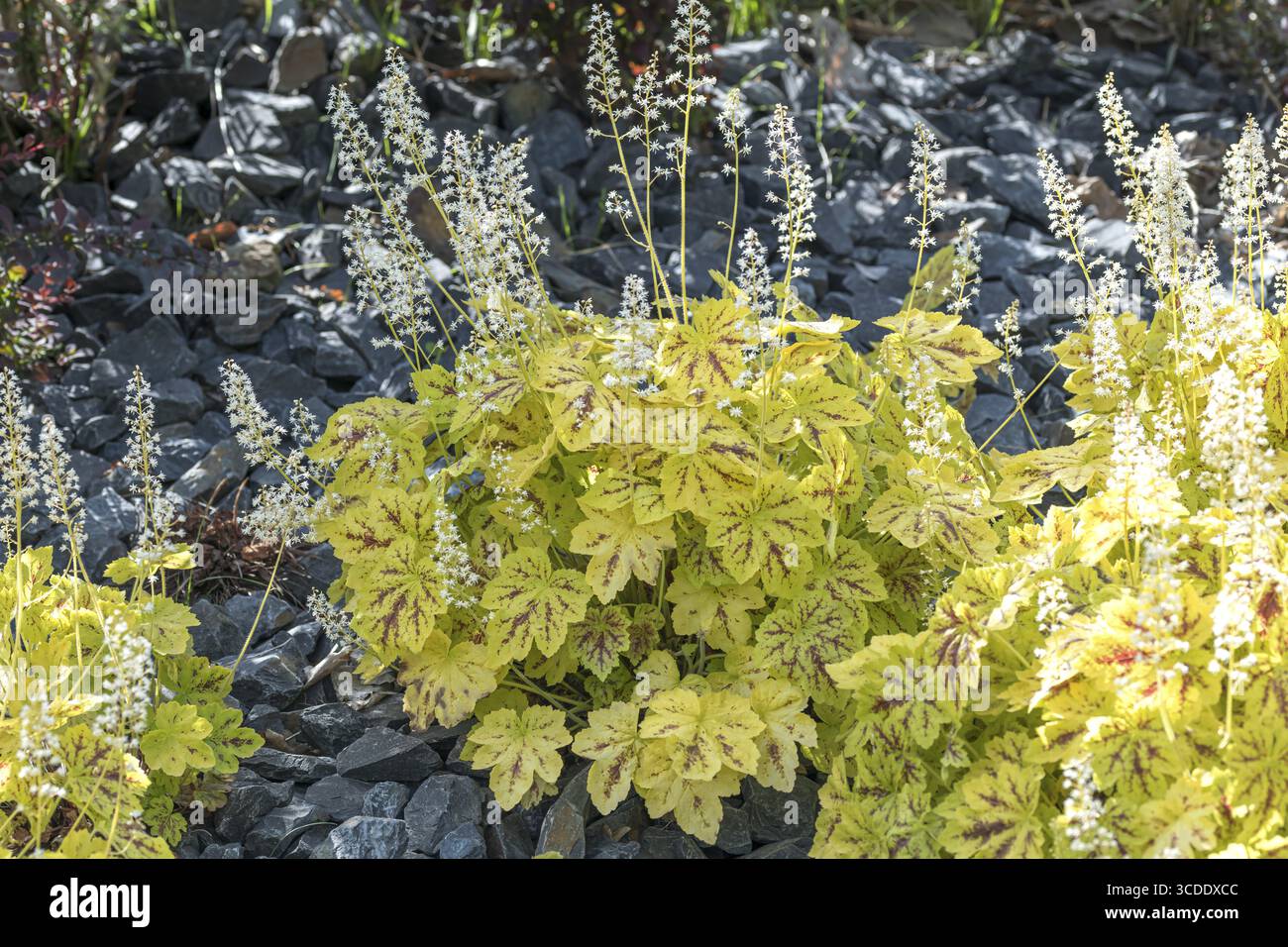 (Heucherella 'Solar Power'), Kohout Kindergarten, Deutschland Stockfoto