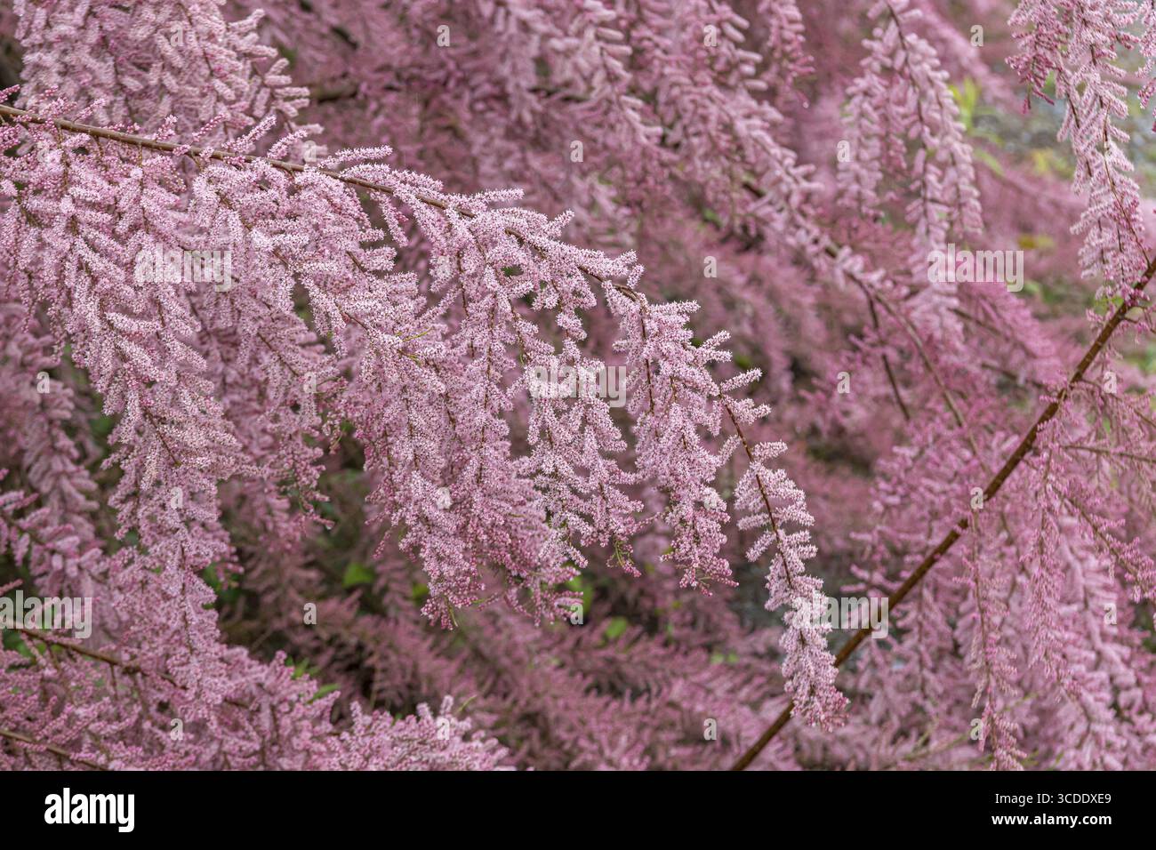FrühlingsTamarisk (Tamarix parviflora), BS Saemann, Deutschland Stockfoto