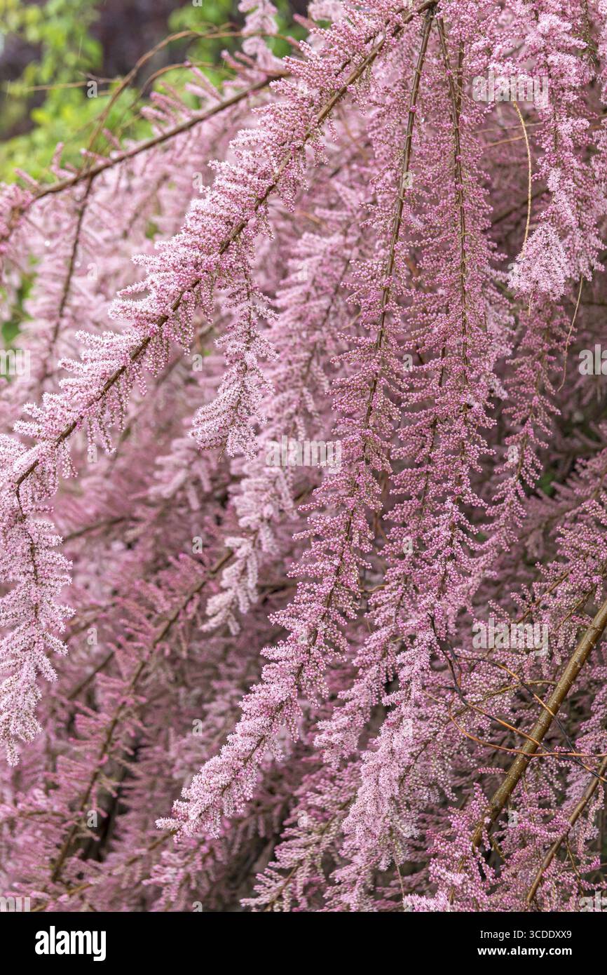 FrühlingsTamarisk (Tamarix parviflora), BS Saemann, Deutschland Stockfoto