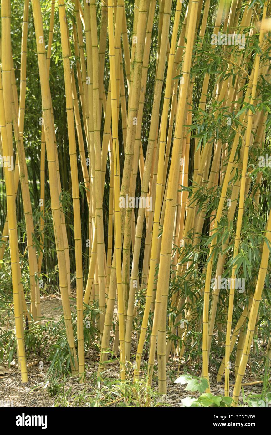 Golden bamboo (phyllostachys aurea) -Fotos und -Bildmaterial in hoher  Auflsung  Alamy