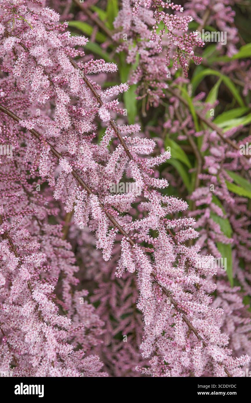 FrühlingsTamarisk (Tamarix parviflora), BS Saemann, Deutschland Stockfoto