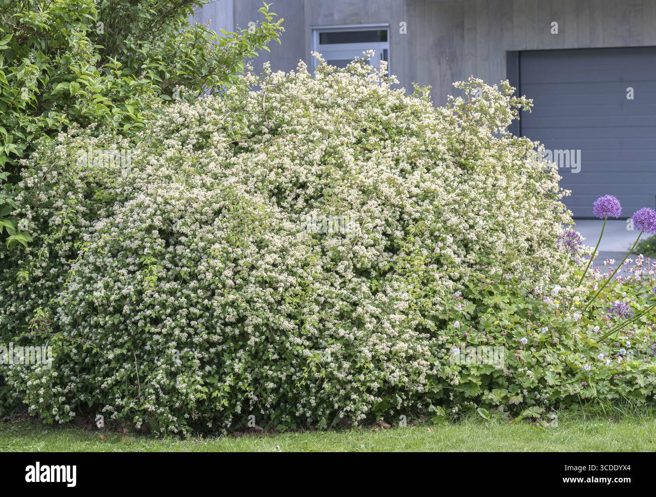 Kleine Kranzrebe (Stephanandra incisa 'Crispa'), Bangsbo Botanischer Garten, Dänemark Stockfoto