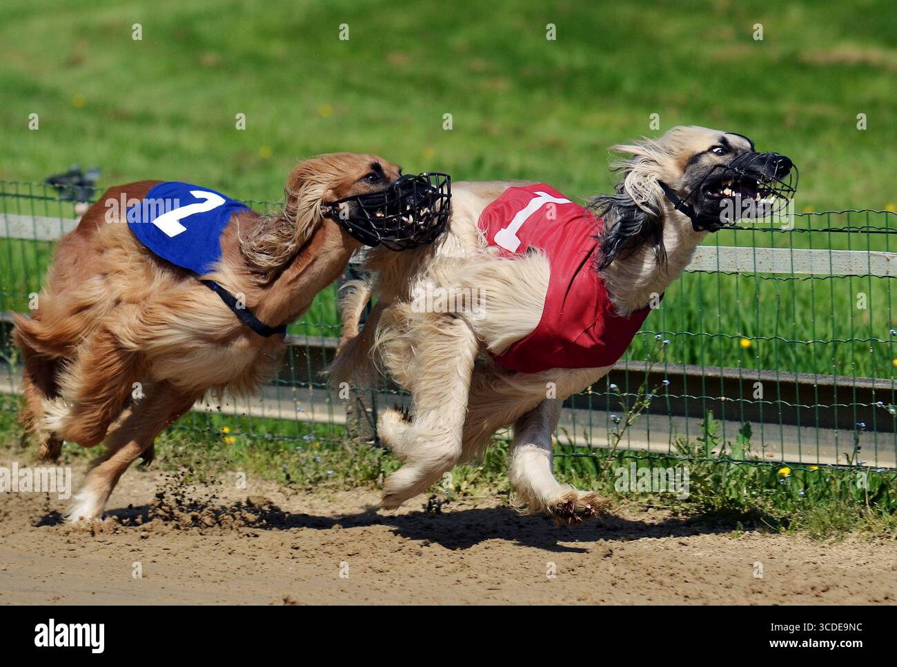 Afghanische Hunde sprinten während eines Wettkampfs mit voller Geschwindigkeit um eine Kurve auf einer Feldstrecke und zeigen dabei Athletik, Geschwindigkeit und dynamische Action Stockfoto